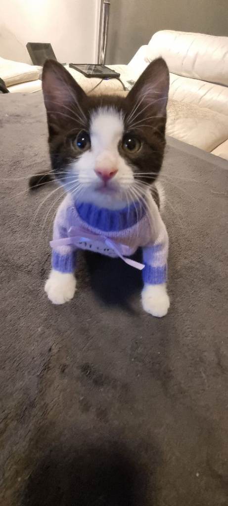*** BEAUTIFUL KITTEN  .... . 