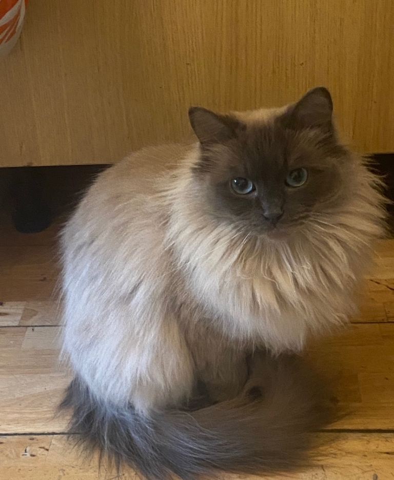 Stunning fluffy female ragdoll lilac point 
