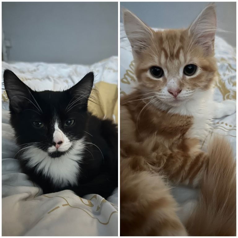 Brother and Sister Kittens 