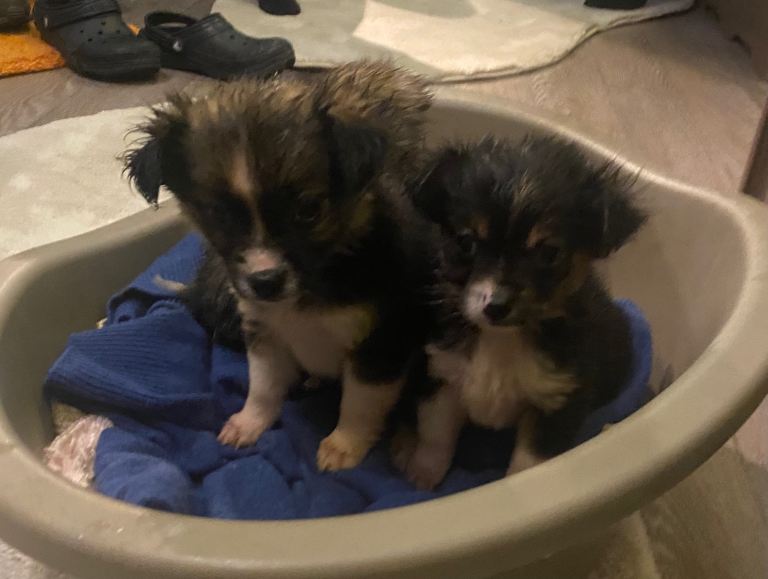 Chihuahua x small jack Russell 