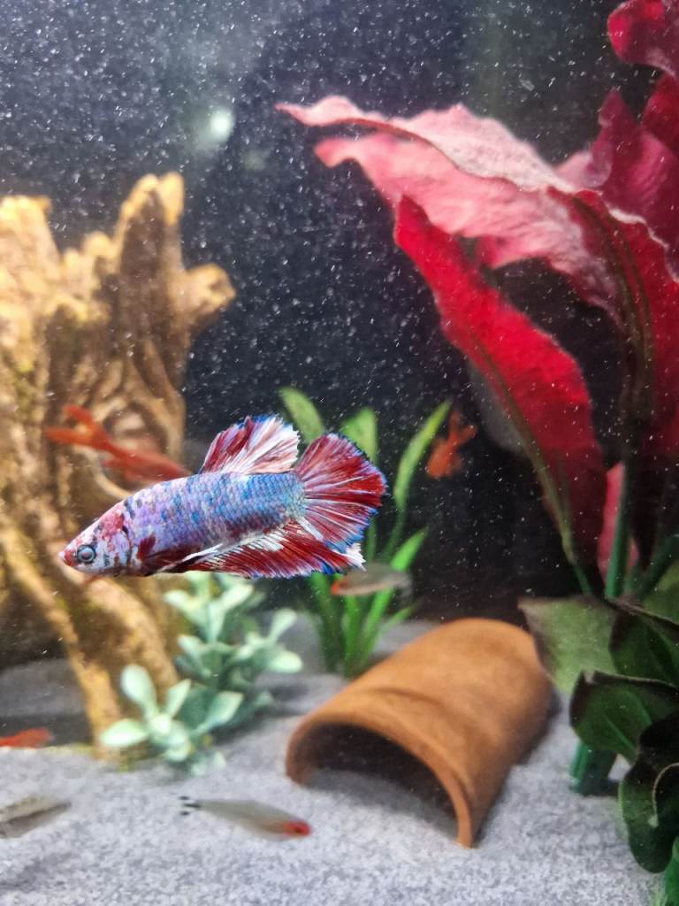 Koi Betta Male