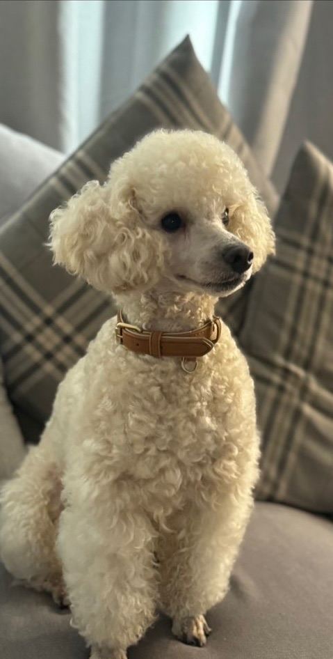 white/apricot Toy Poodle.