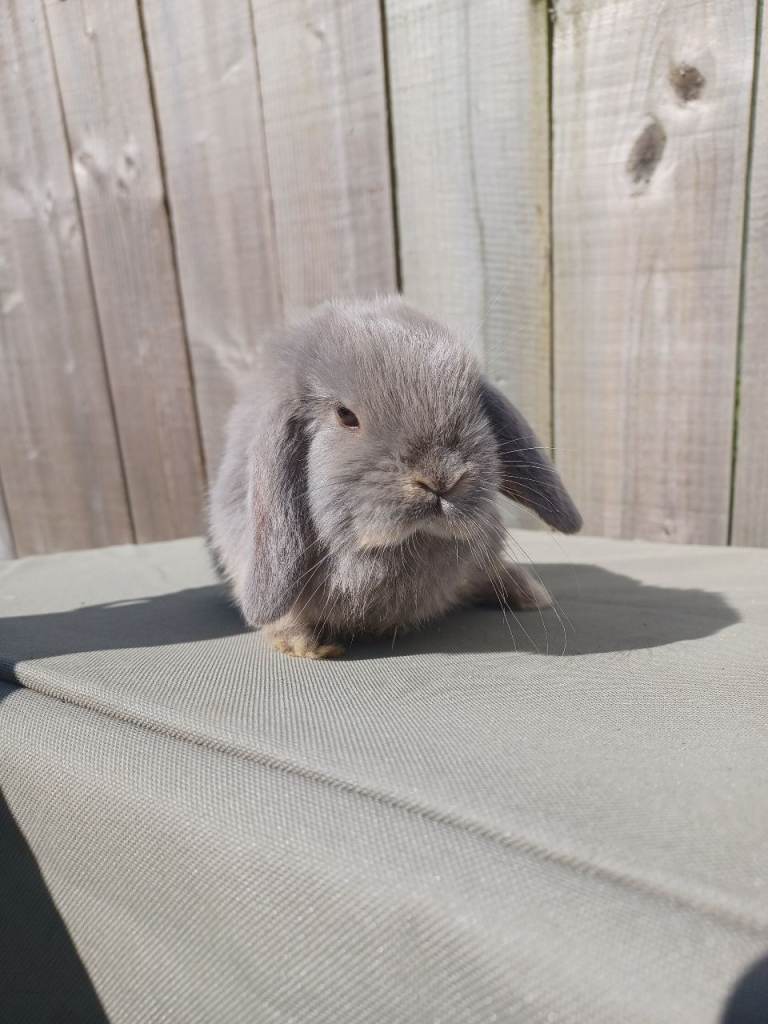 Mini lops ready now 