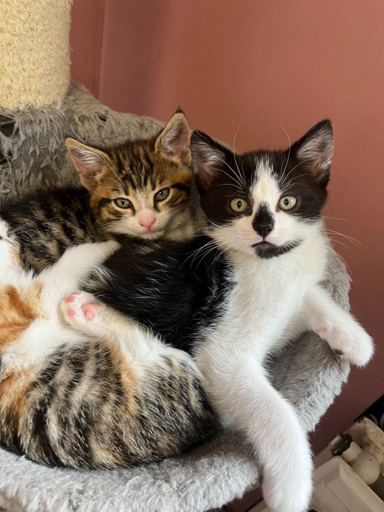 2 adorable male kittens, ready now