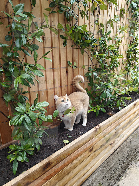 Siberian larch for sale