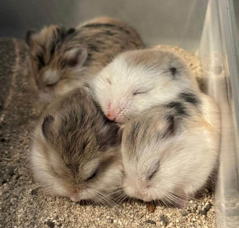 roborovski dwarf hamsters for sale £10 each plus 1 free