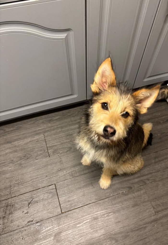 Naya is looking for a lovely home 