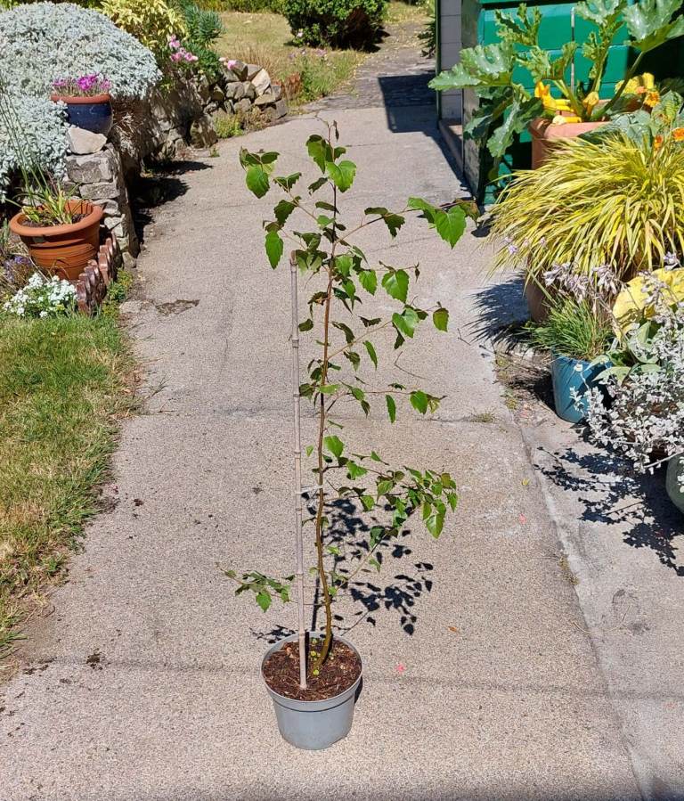 Birch tree seedling in pot