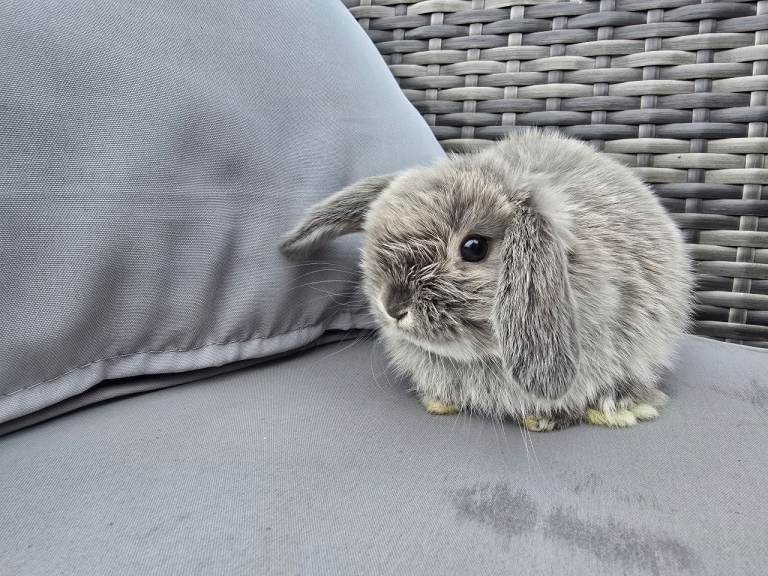 Beautiful Mini Lop Bunnies