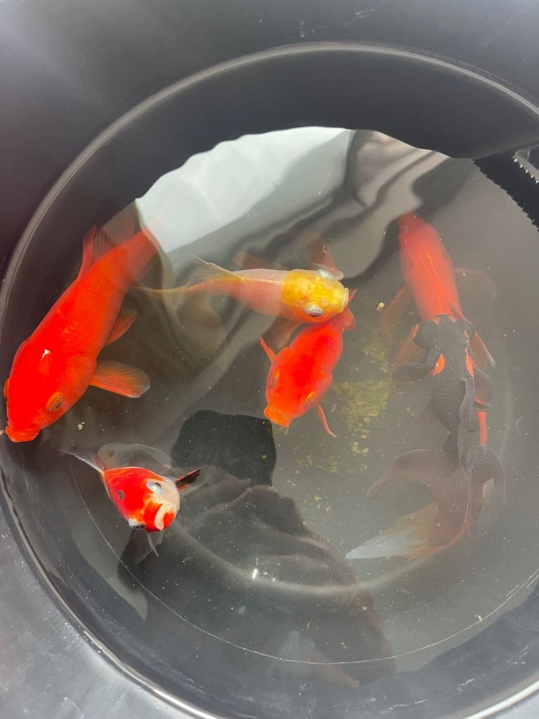 gold fishes for sale