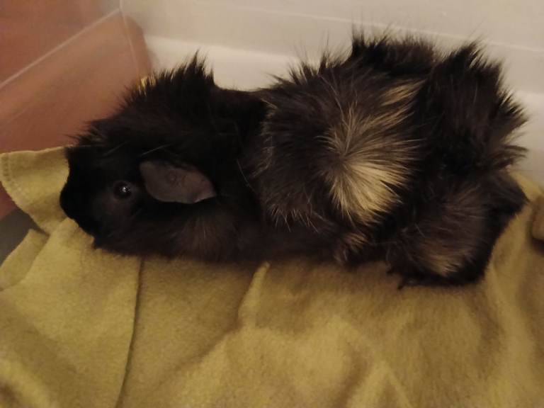 08 months old Guinea Pig Male For Sale