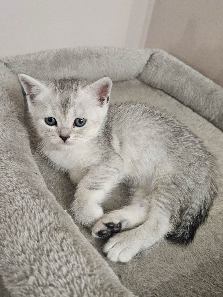 British shothair tabby kittens 