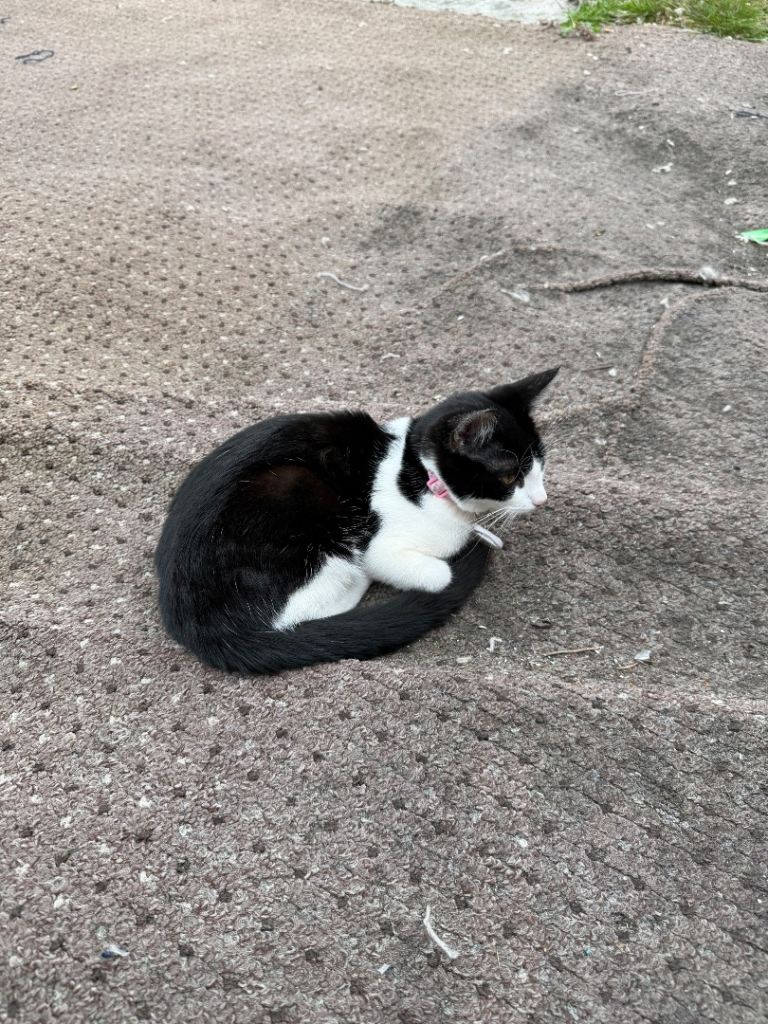Kitten to move