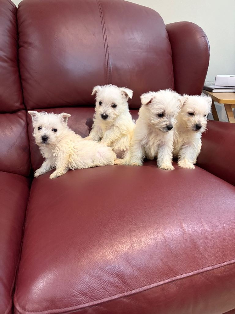 West Highland Puppies 