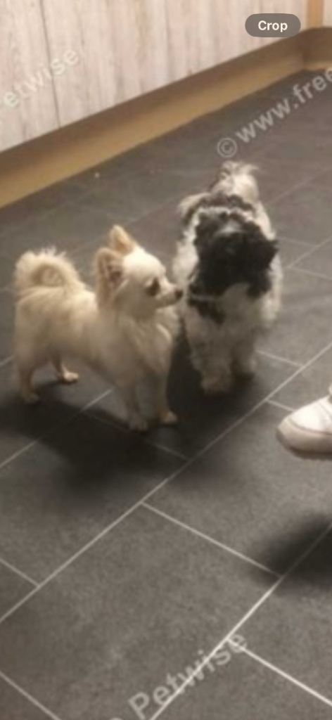 Two multi poo girls puppies