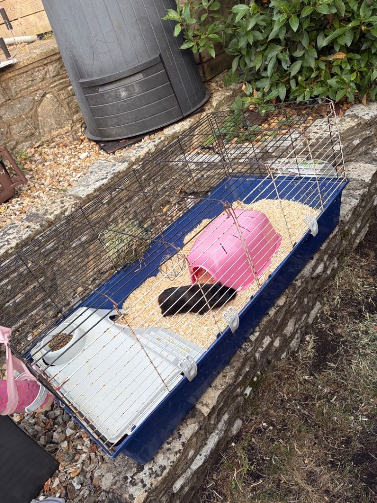 Guinea pigs cage and accessories 
