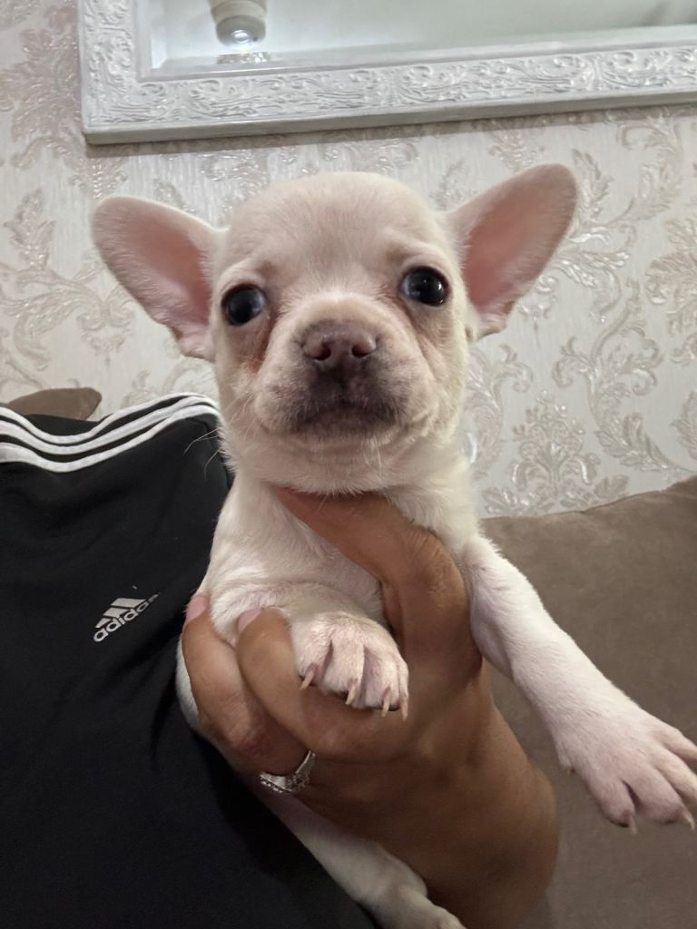 Chihuahua x