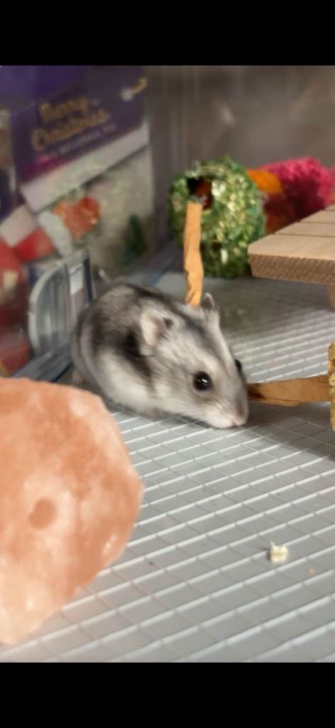 Hamster and accessories