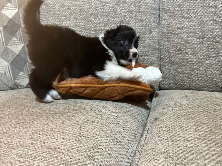 Border collie puppies