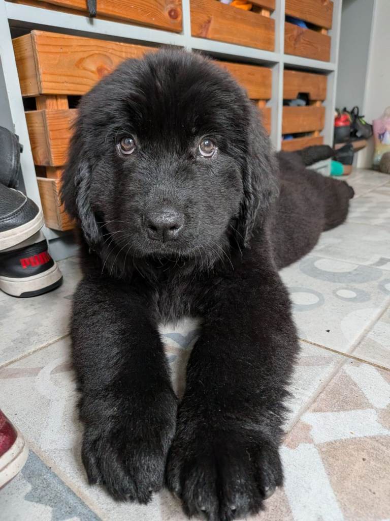 Newfoundland Puppies