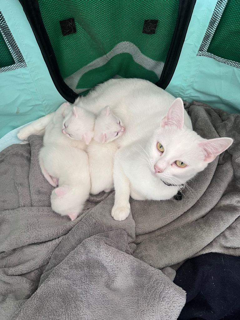 Very friendly white kittens from my Khao Manee looking for a forever home