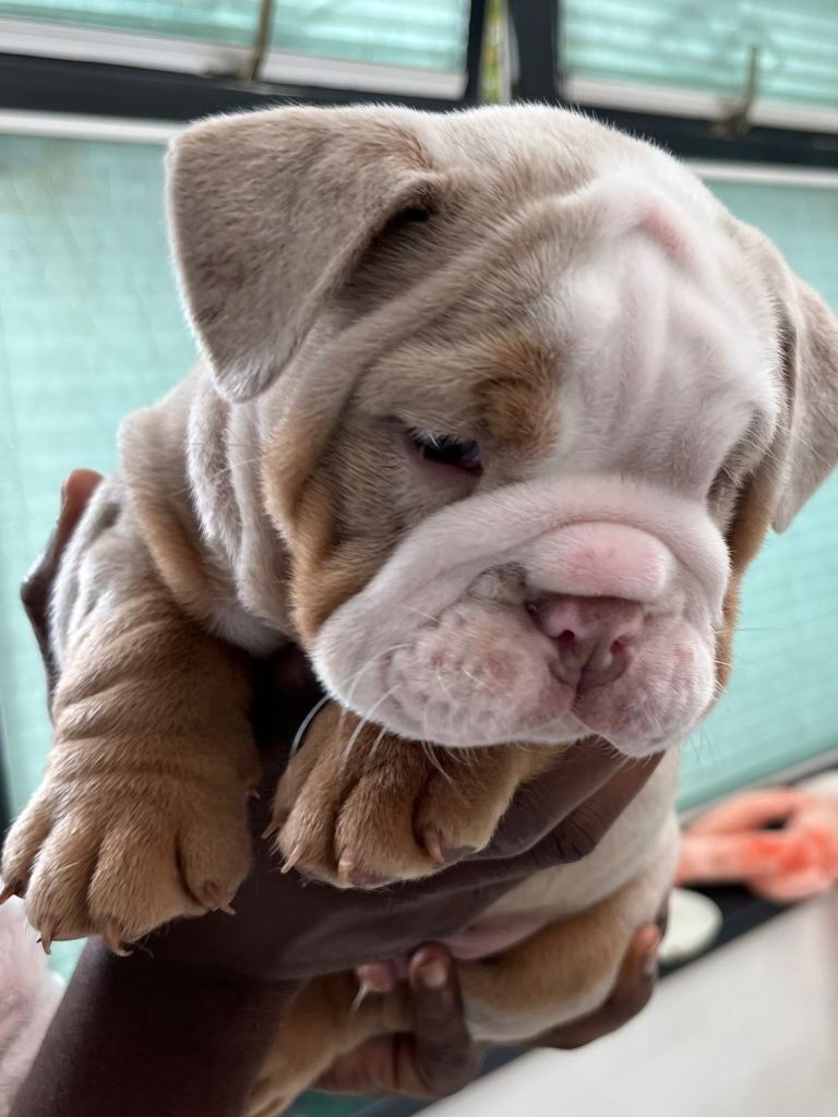 5 ⭐️ english bulldogs 