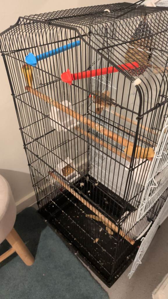 Bird cage black £50