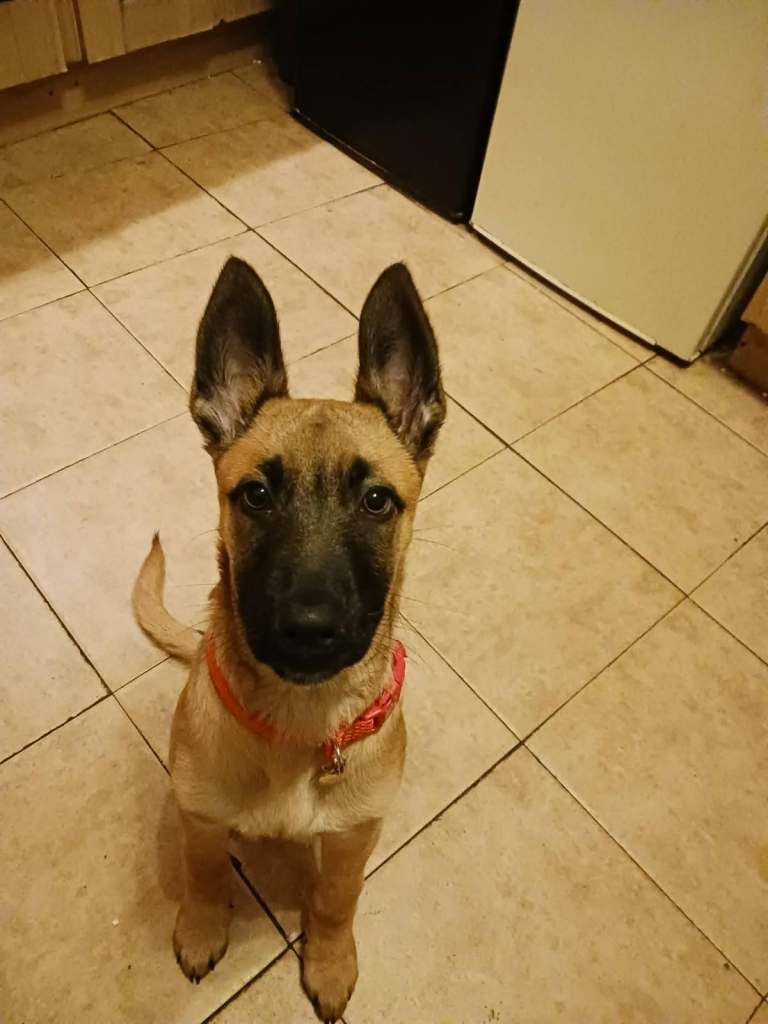 Belgian Malinoise Puppy 