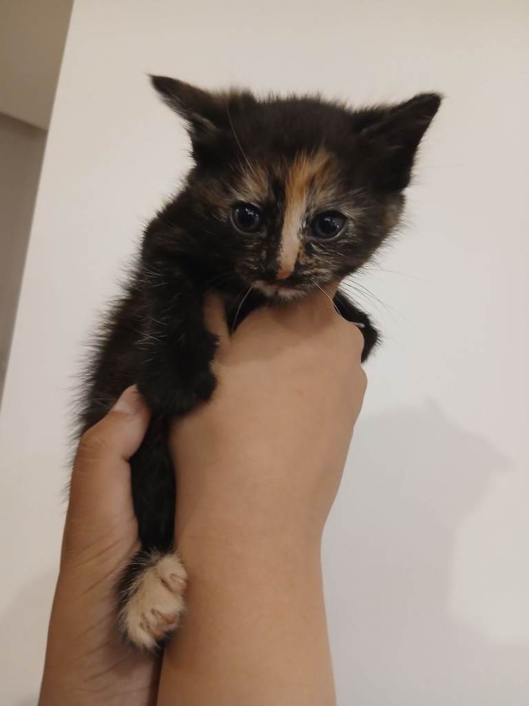 Kittens for sale
