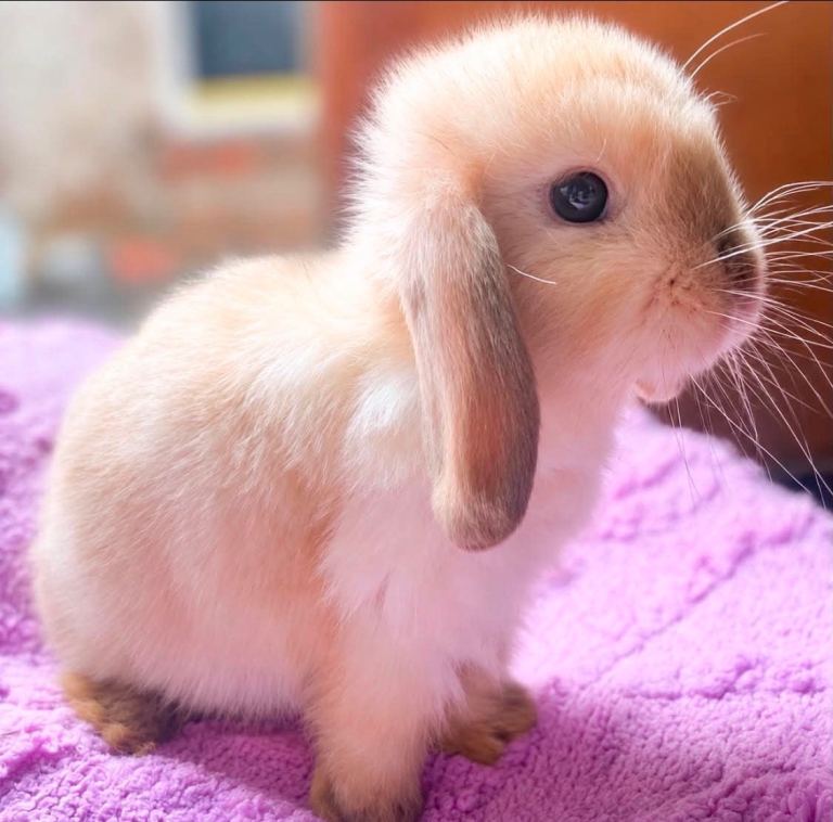 Beautiful baby mini lop bunny’s 🐰