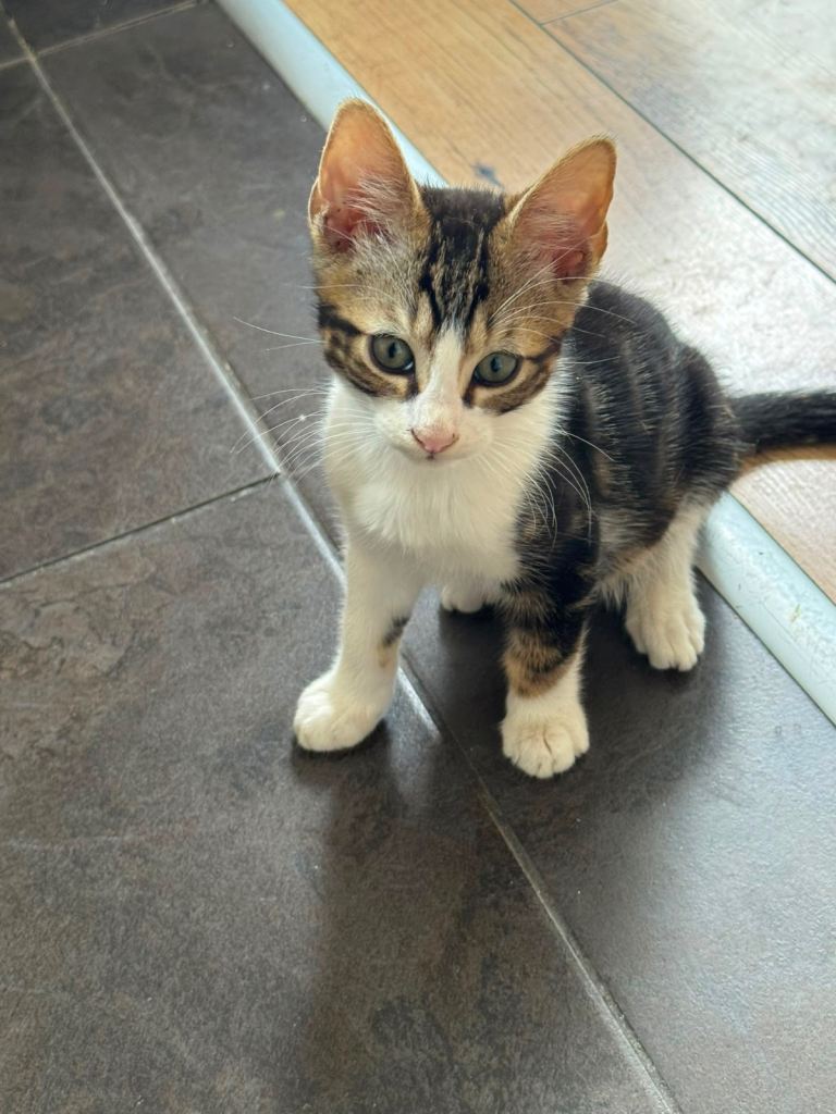 KITTENS READY NOW