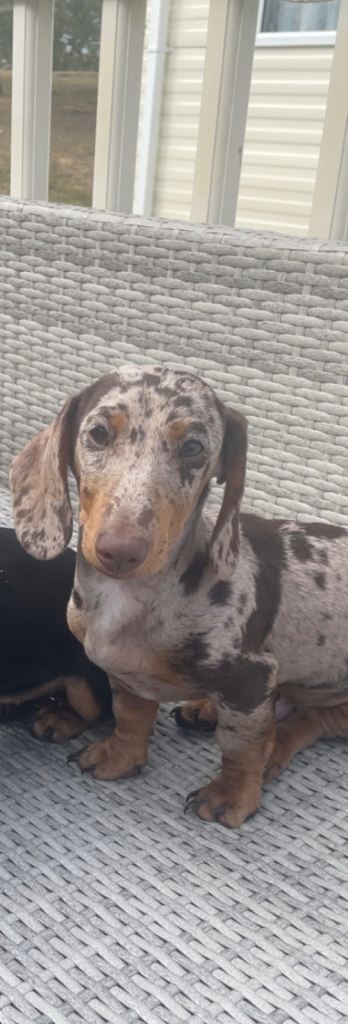 Chocolate Dapple miniature dachshund 