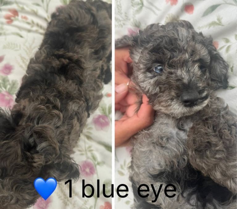 READY NOW doxiepoo pups 1x female 4x male 