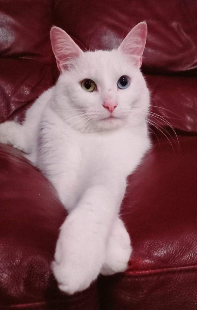 Beautiful 4-Year-Old White  Domestic shorthair Cat