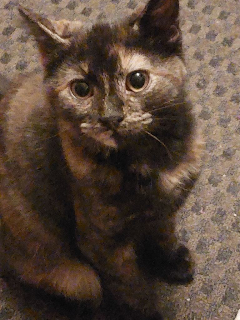 Kitten-still available 