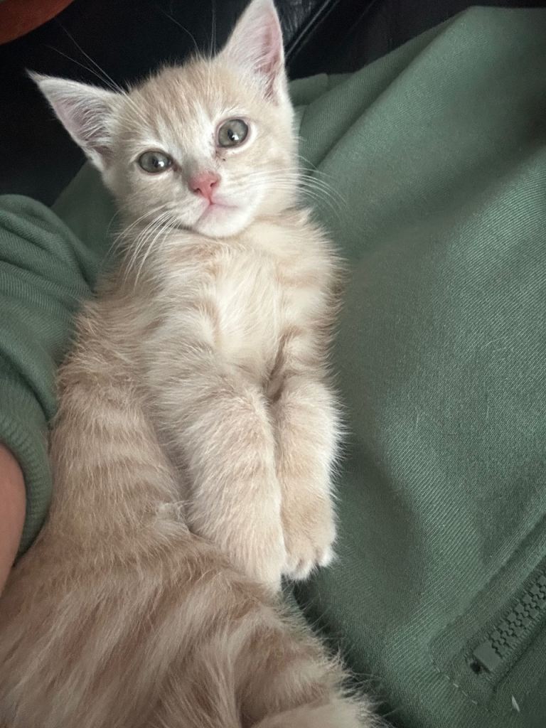 Persian x Siamese 