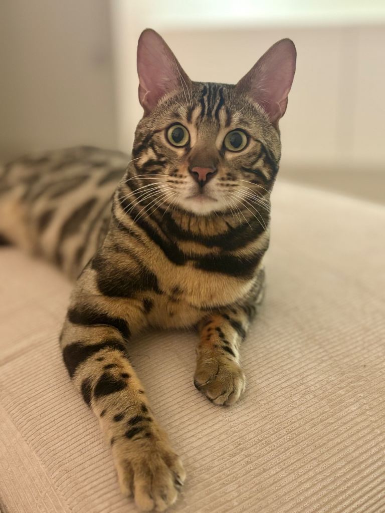 Bengal cat male 