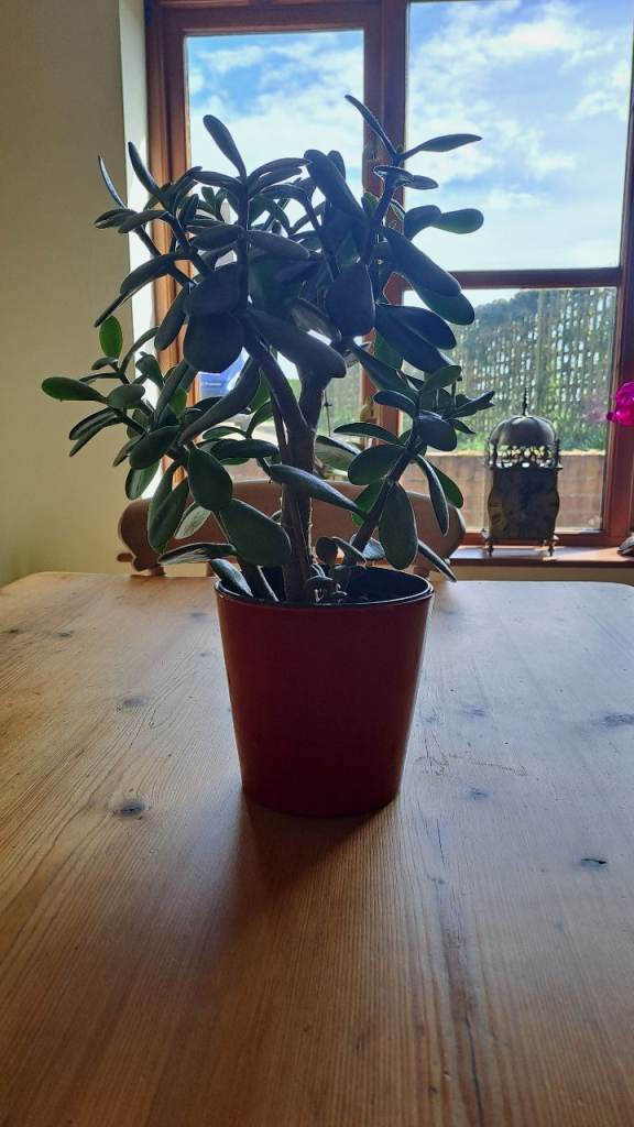 Money tree plant