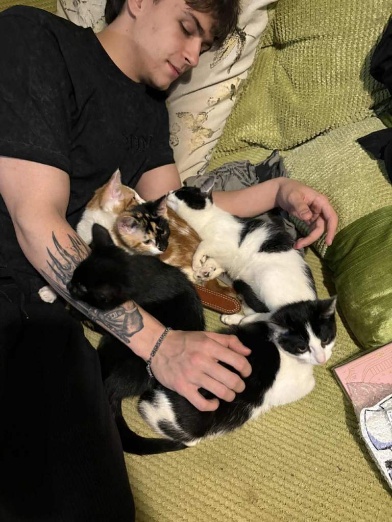 5 mixed beautiful and lovely kittens 