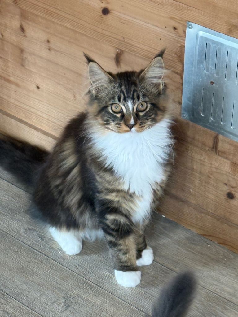 GCCF Registered Maine Coon Kittens