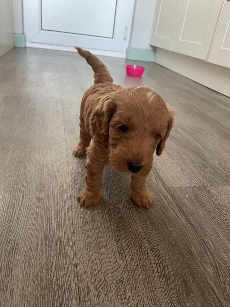 Beautiful cockapoo puppies 