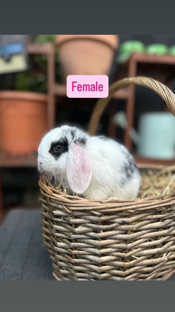 Mini Lop Baby Rabbits (Ready To Leave Now)