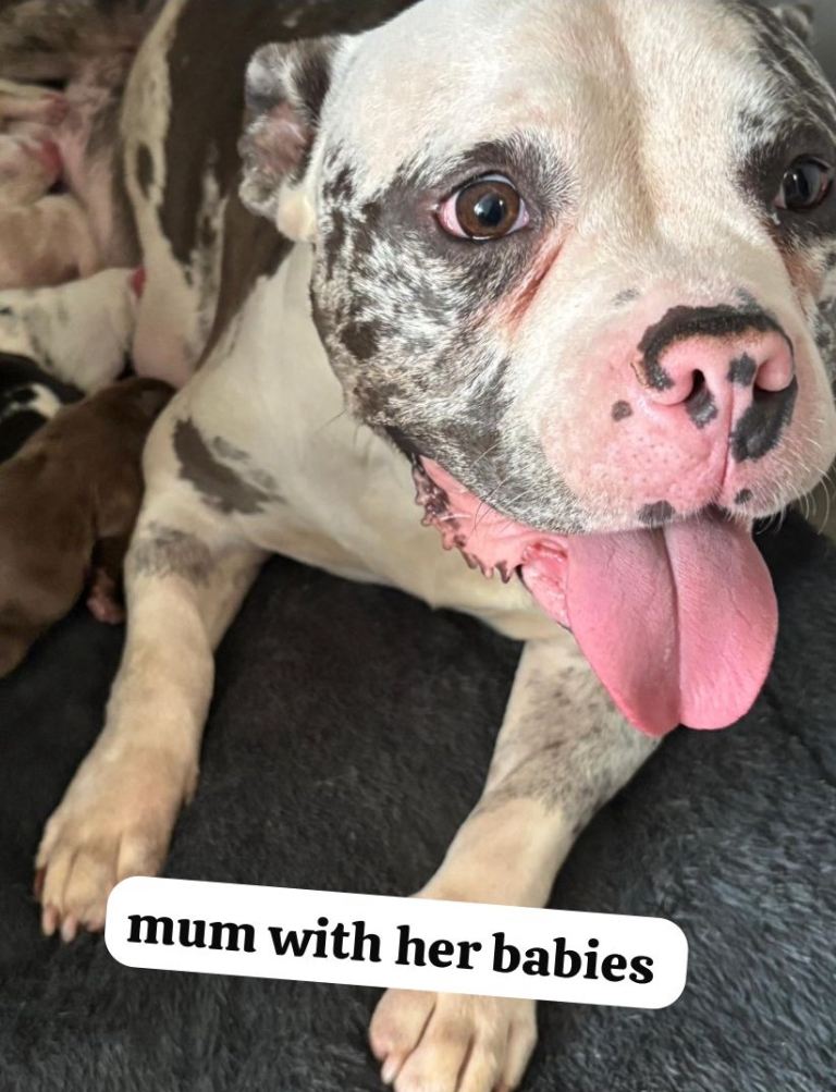 few beautiful puppy’s left get at me won’t save once they gone they gone 