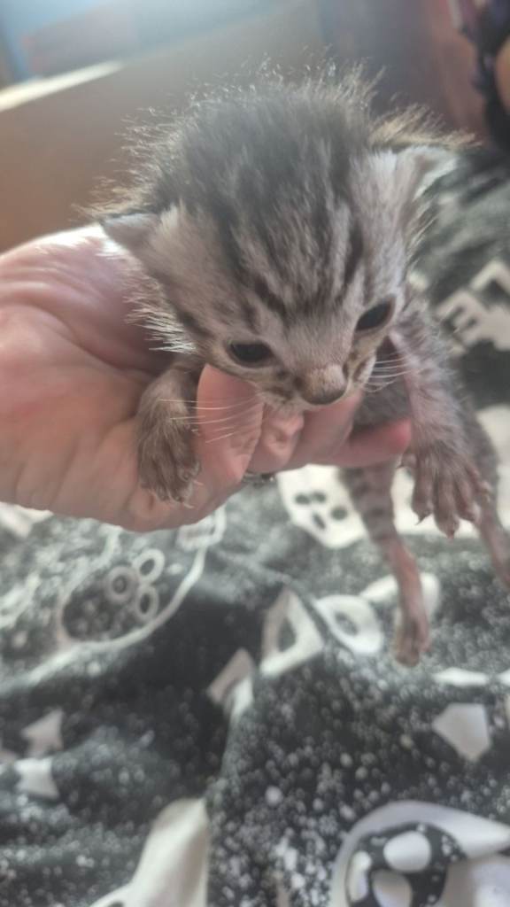 Boy kitten ragdoll cross with a silver tabby 