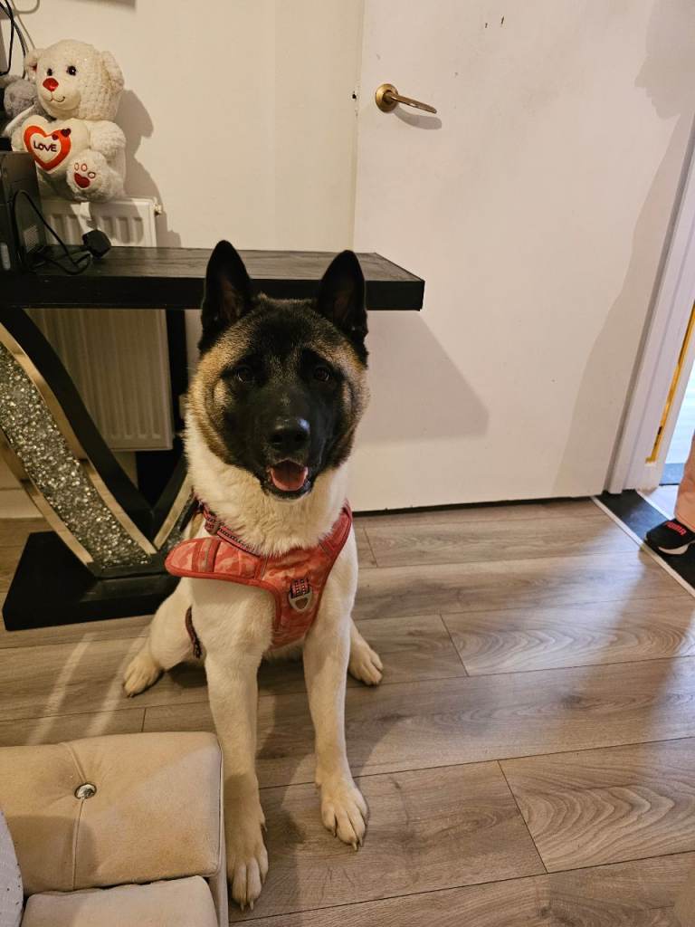 Amerikan Akita