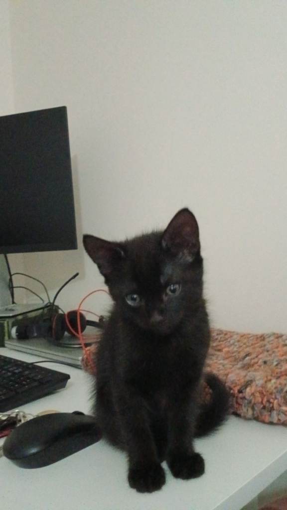 10 week old male kitten (Black)