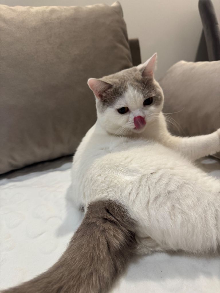 Hi
