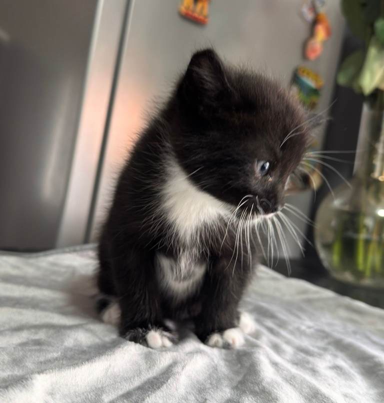 Docile male kitten, ready for his forever home