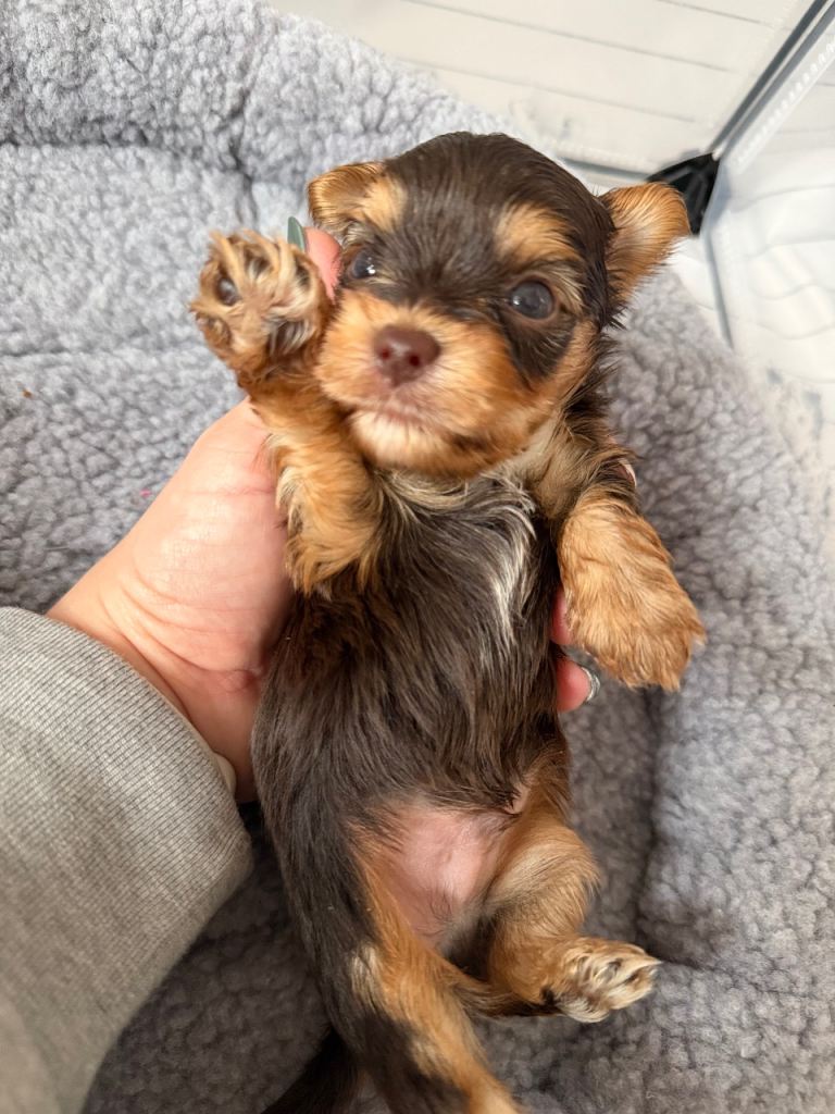 Yorkshire terrier Chocolate / chocolate and tan 