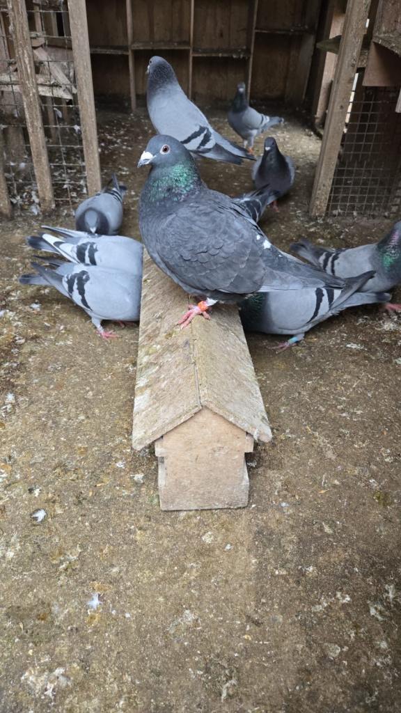Racing Pigeons For Sale!